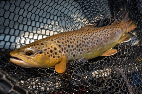 Brown trout on the South Holston River in Tennessee