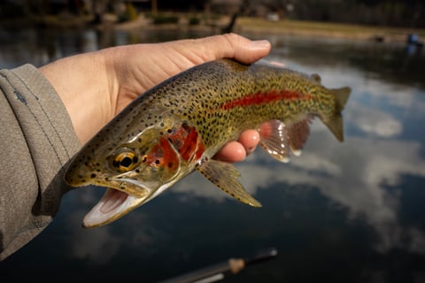Rainbow trout on the South Holston River