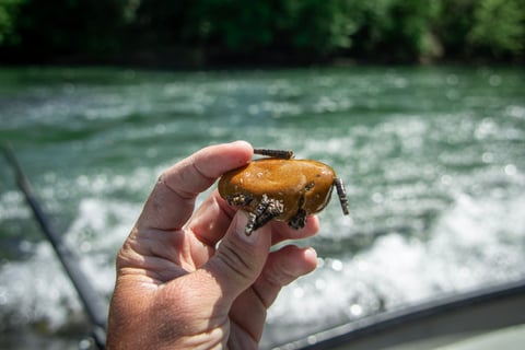 Caddis flies from the Watauga River.