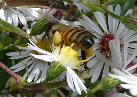White Aster Pollen