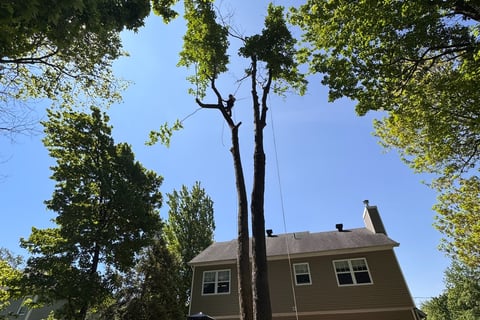 Professional tree removal service in West Island, Montreal, safely removing a large tree near reside