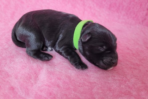 Chiot de l'élevage Diamants Noirs d'Also