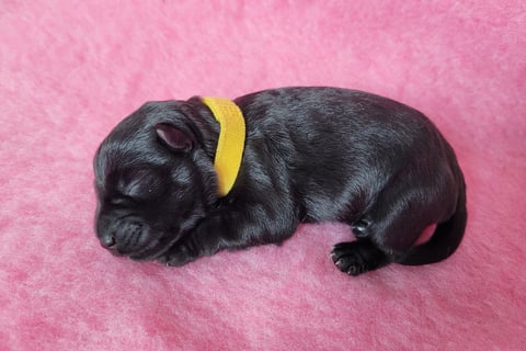 Bébé Schnauzer élevage des Diamants Noirs d'Also
