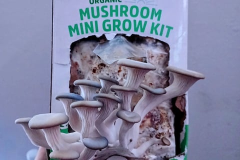 Back To The Roots mushroom grow kit review
