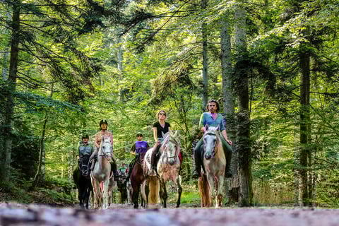 Horse riding in the Vosges forests