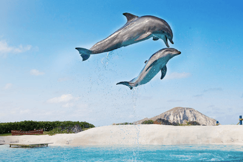 Sea Life Park
