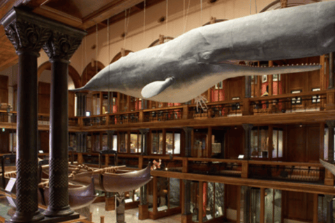 Bishop Museum