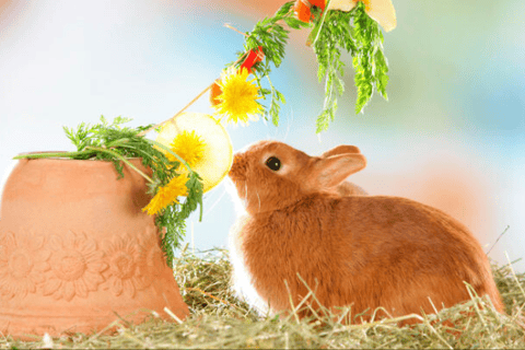 Un coniglio nano e un minilop accanto a una ciotola contenente fieno, verdure fresche e acqua