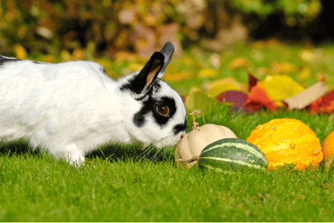 Piccoli pezzi di mela, fragole e pera in una ciotolina, con un coniglio che li osserva con interesse