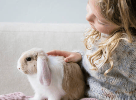Un minilop con le tipiche orecchie cadenti che si lascia coccolare da un bambino