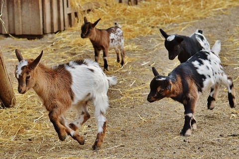 petites chèvres dans la ferme