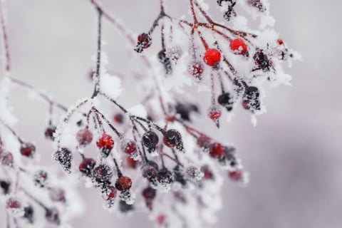 Frozen berries in the snow