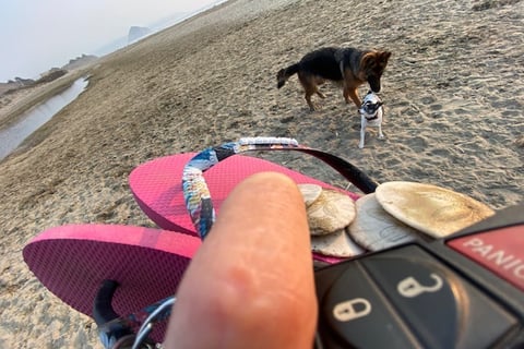 We even allow dogs and people to walk free on the Pacific