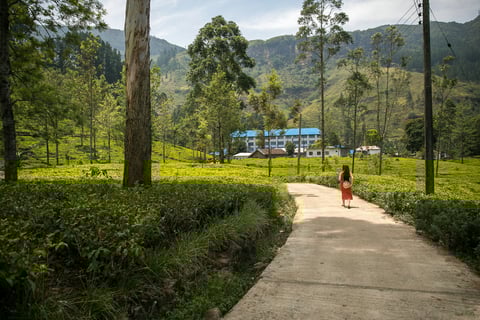 Blue Field Factory, Nuwara Eliya, Sri Lanka