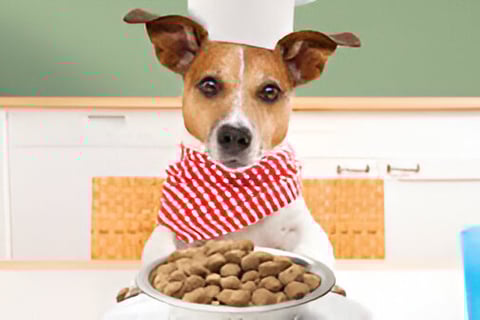 Perro esperando la comida