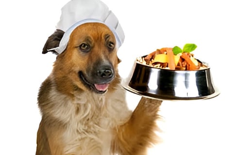 Perro chef