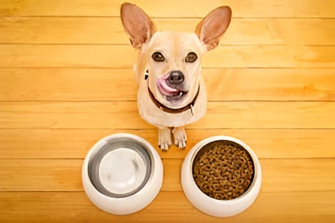 Perro eligiendo entre dos comidas