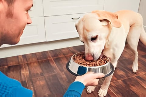 Perro comiendo