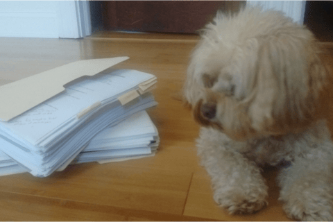 Dog lying next to folders of research