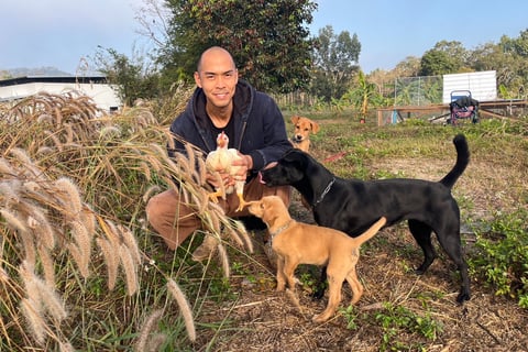 organic farm with dogs หมา ออร์แกนิค