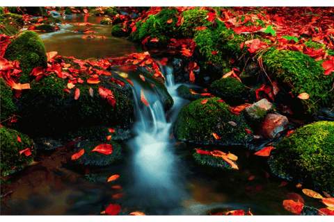 Leaves floating on a stream, imager of mindfulness