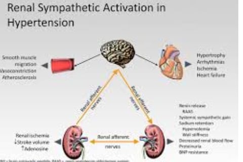 renal in hypertension