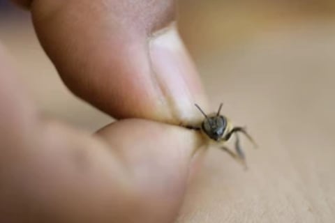 Bee Therapy the Benefits and Uses of Bee Venom (3)