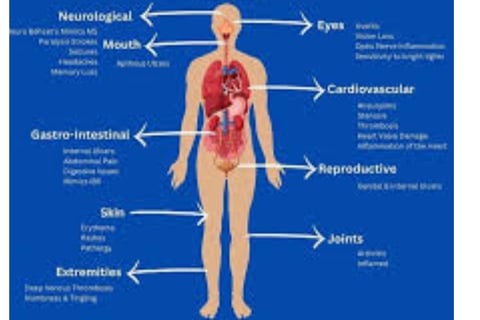 body systems