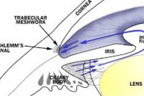 beta-blockers in glaucoma mechanism of action