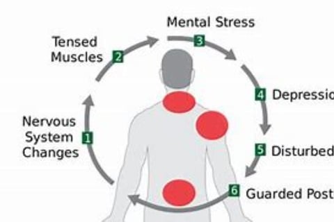 The system responsible for pain