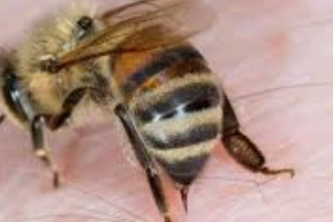 Bee Stings : The Magic Treatment for the incurable