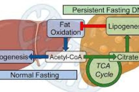 Fatty Liver Disease fasting effect