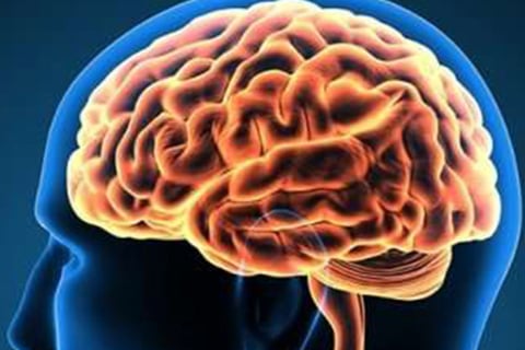 fasting stimulate nerve cell regeneration