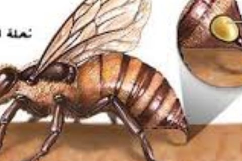 سم النحل التصلب المتعدد والتهاب المفاصل والزهايمر