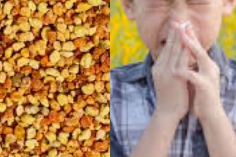 Health Advantages and Role in Weight Gain   Bee pollen, abundant in vitamins, minerals, and amino ac