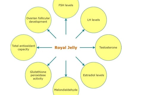 sexual health, bolstering immunity, and supporting fertility