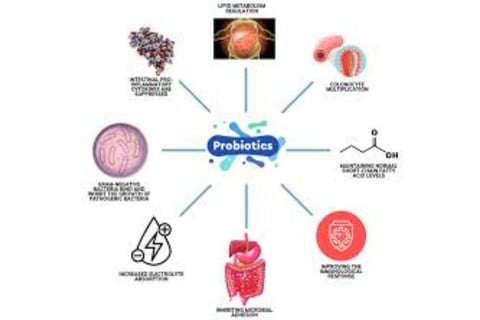 The Impact of Microbiome, Fasting, and Probiotics on Cancer (4)