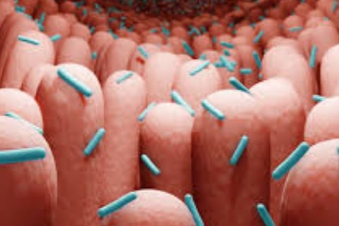 The Impact of Microbiome, Fasting, and Probiotics on Cancer (4)