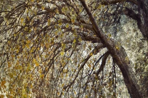 Martin Osner’s art tree photography collection featuring textured, layered autumn leaves and an arched tree.
