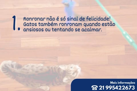 gato brincando com varinha