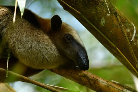 Tamandua found in the hiking tour at Corcovado National Park with Coral Expeditions Costa Rica