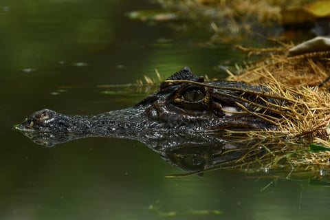 Caiman at Terraba Sierpe wetland ,Costa Rica