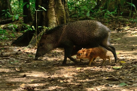 a wild boar is shown in this image during a tour to Corcovado with Coral Expeditions Costa Rica