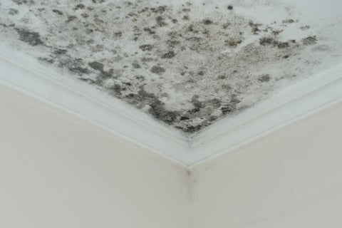 mold on the ceiling