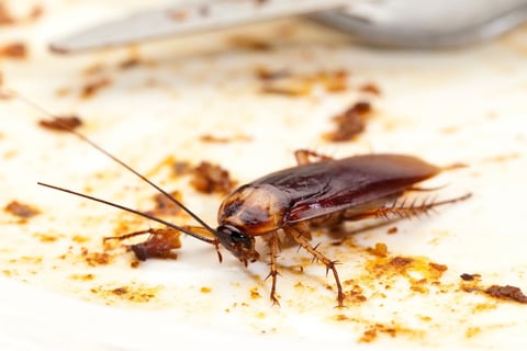 cockroach attracted by moldy food