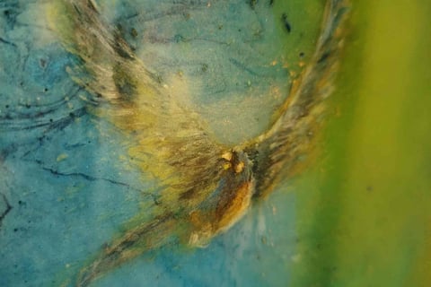 a bird that is painted