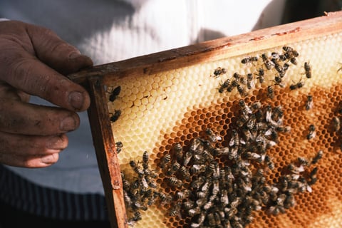 Bienen auf einer Wabe