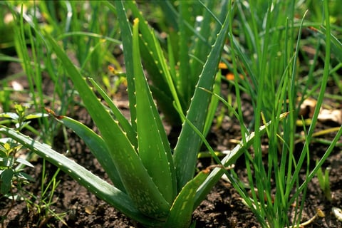 aloe vera