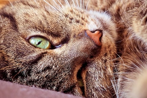 sleeping cat