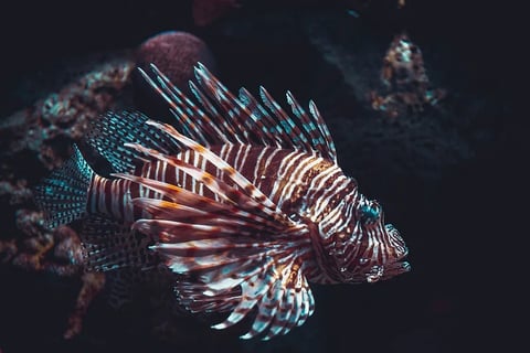 deepsea_fish.jpg